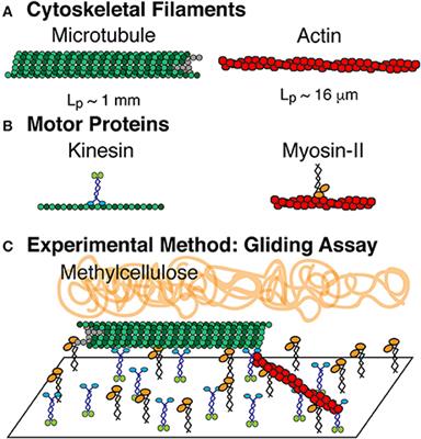 Frontiers | Active Self-Organization Of Actin-Microtubule Composite ...